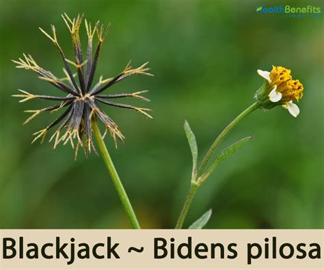 blackjack plant|Blackjack or beggar ticks facts and health benefits.
